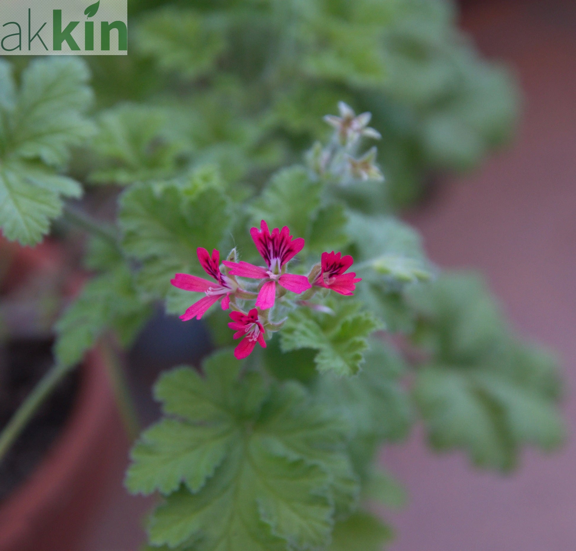 Scented Pelargonium (Scented Geranium) 'Odorata Hazelnut' 1.5L One Click Plants