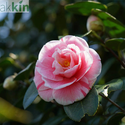 Camellia japonica 'Kick off' 60cm One Click Plants