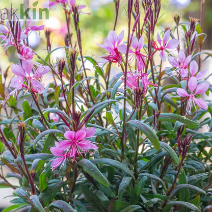 Gaura 'Siskiyou Pink' (9cm) One Click Plants