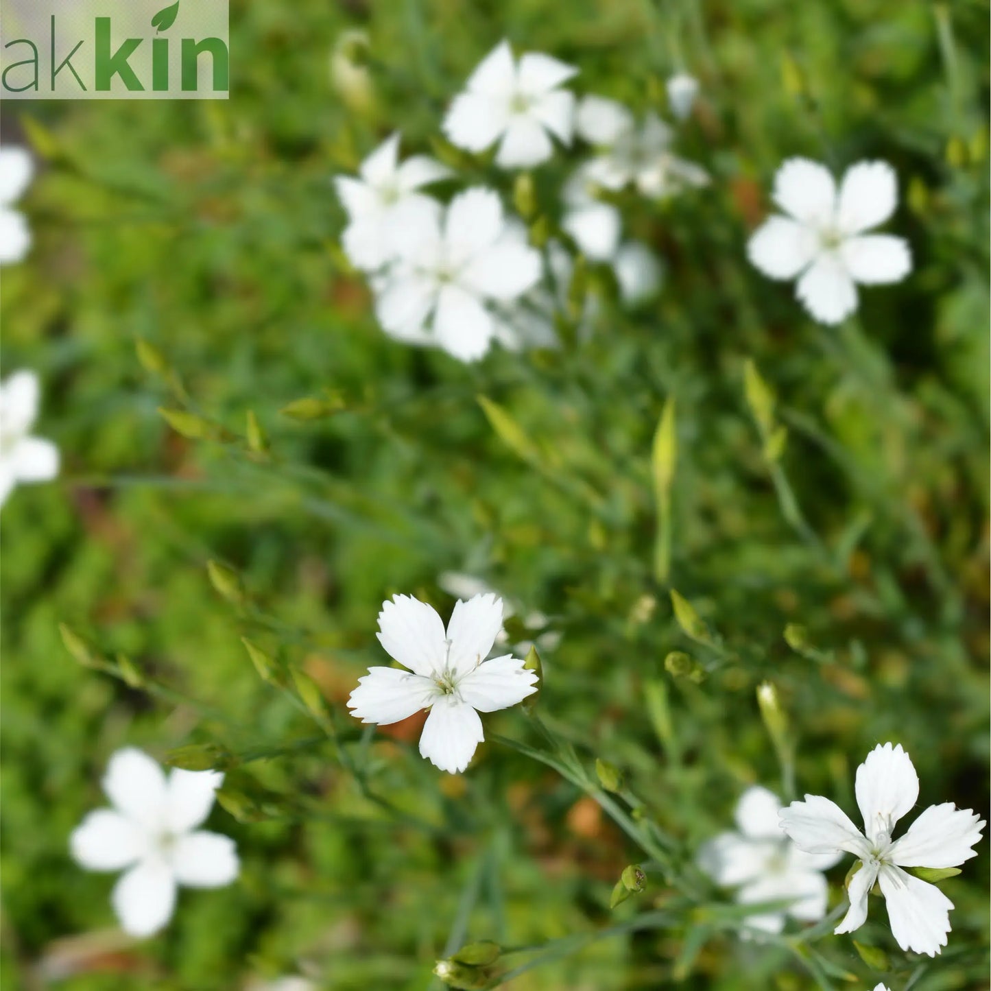 Dianthus deltoides 'Alba' 9cm One Click Plants
