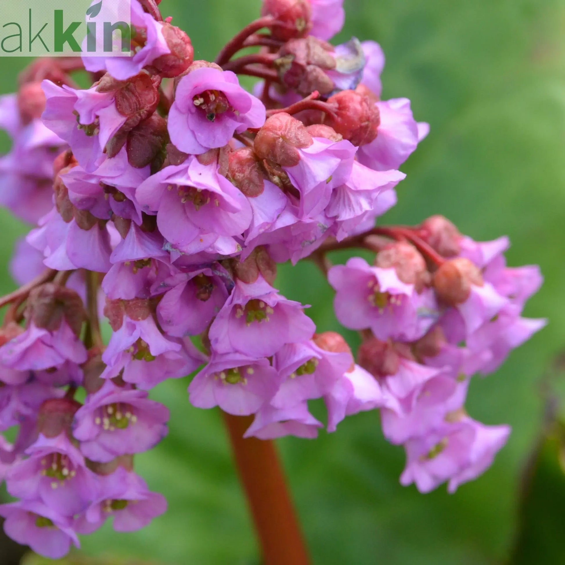 Bergenia cordifolia 'Purpurea' (Elephant's Ears) - Two sizes available One Click Plants