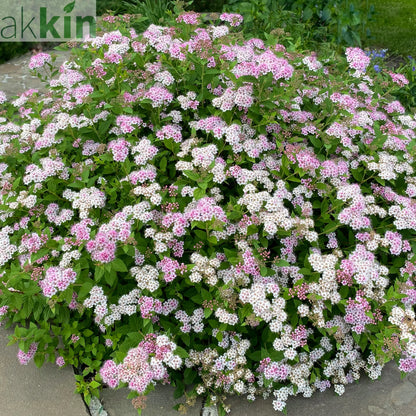Spiraea japonica 'Little Princess' 9cm / 2L One Click Plants