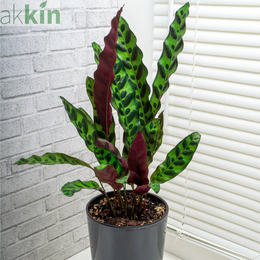 Calathea lancifolia 50cm One Click Plants