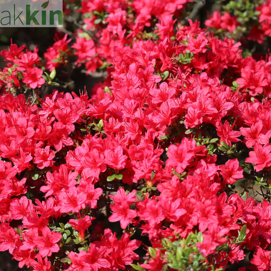 Azalea Hino Crimson 1.5L One Click Plants