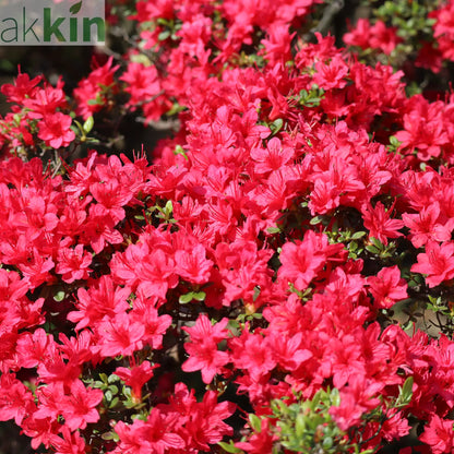 Azalea Hino Crimson 1.5L One Click Plants
