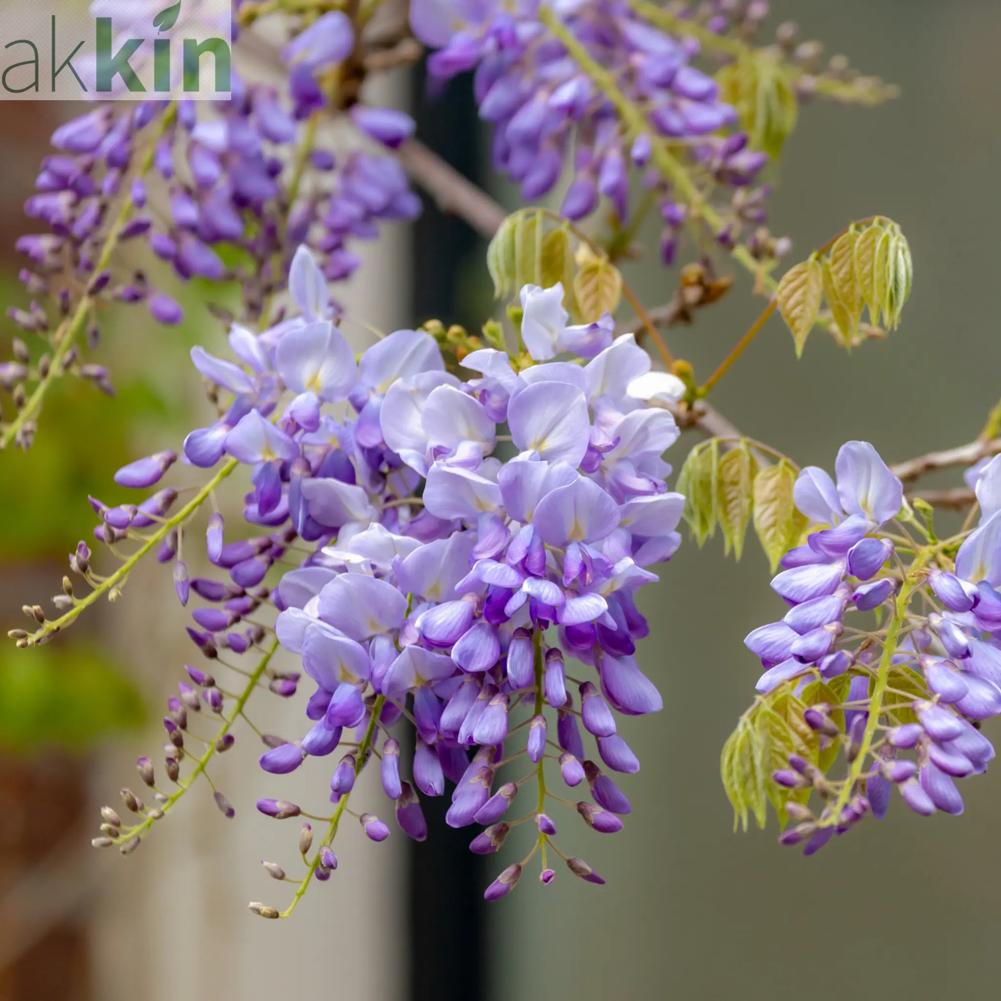 Wisteria sinensis on Frame 'Amethyst Falls' | Will Flower This Summer One Click Plants