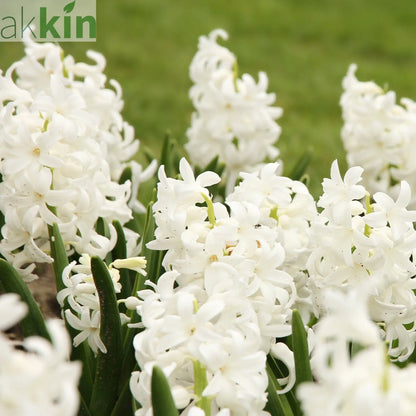 Hyacinth Mixed (3/7 Bulbs) One Click Plants