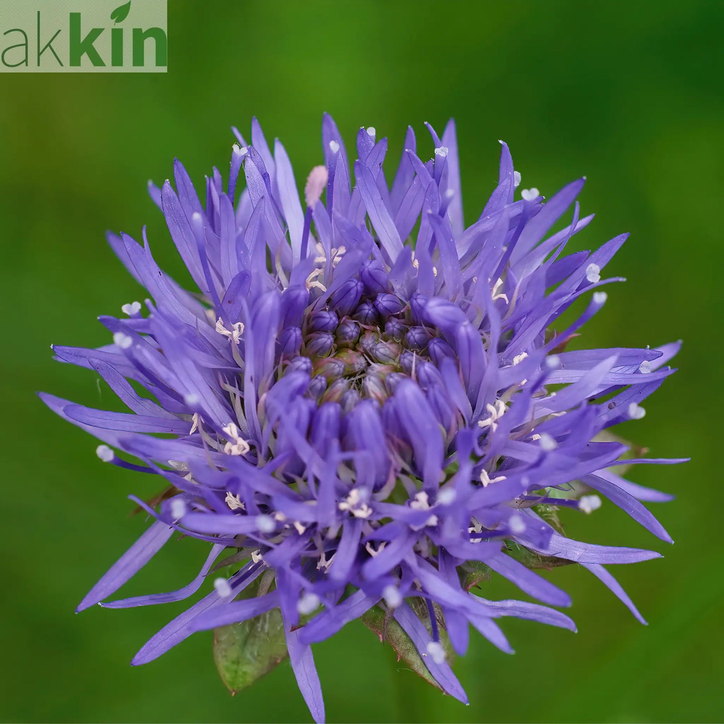 Jasione laevis Blue Light 2L One Click Plants