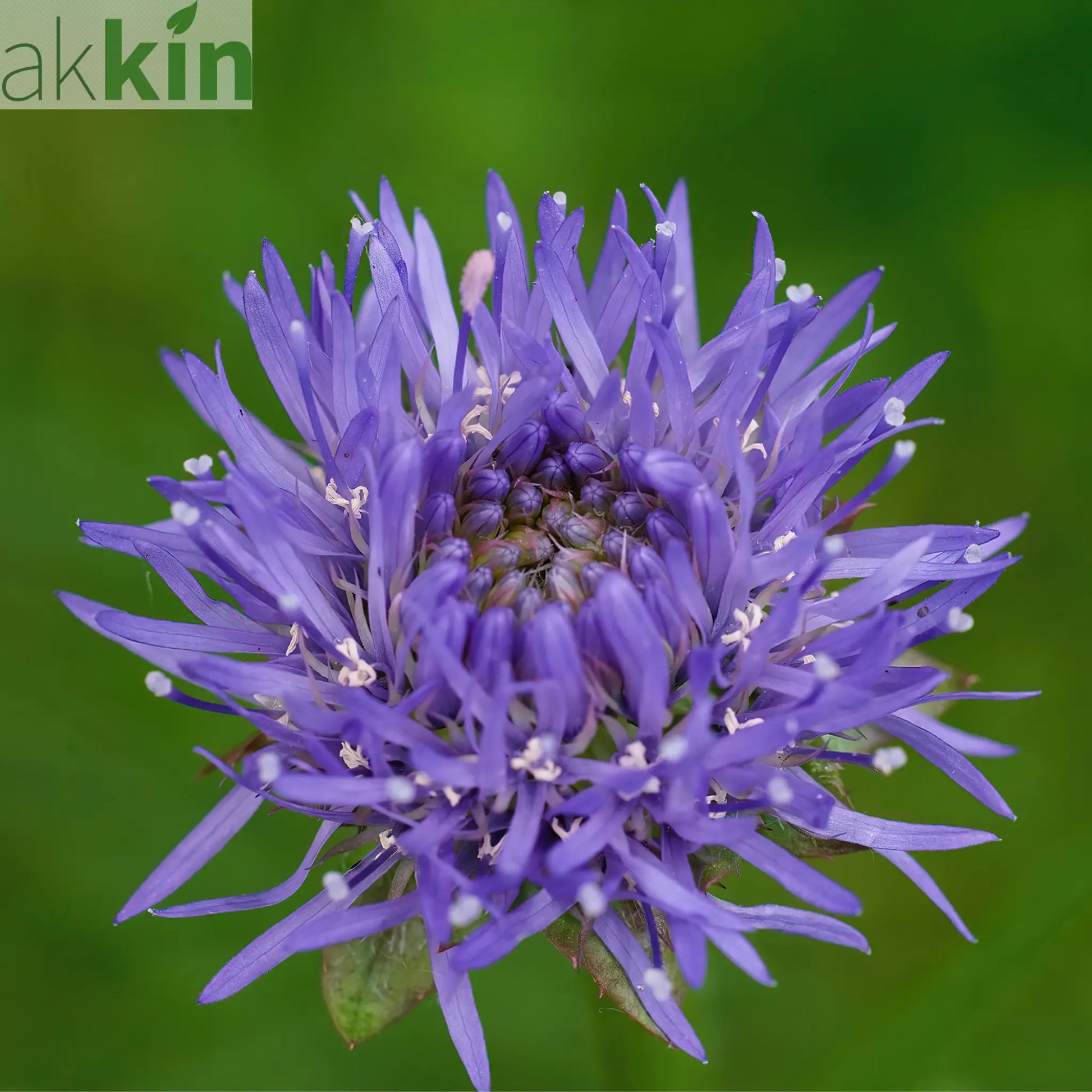 Jasione laevis Blue Light 2L One Click Plants