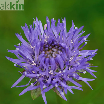 Jasione laevis Blue Light 2L One Click Plants
