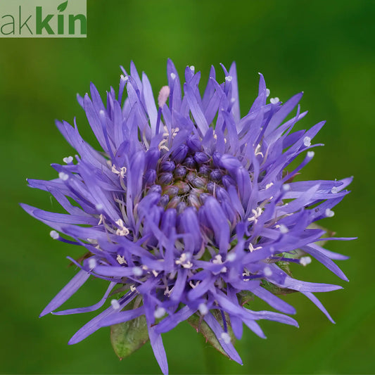 Jasione laevis Blue Light 2L One Click Plants