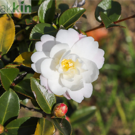Camellia japonica White Swan 60cm One Click Plants