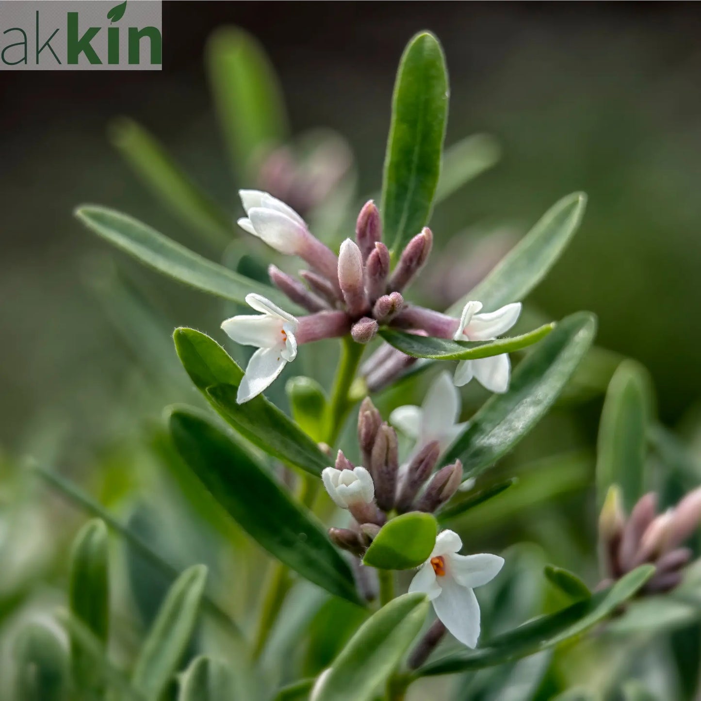 Daphne x Eternal Fragrance 1.5L/2L One Click Plants