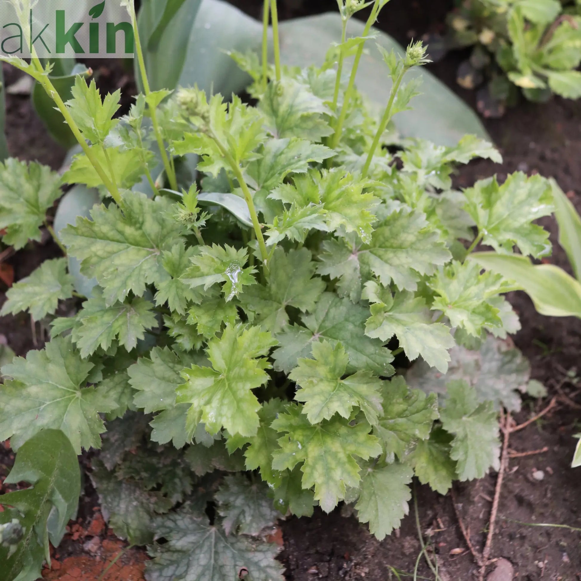 Heuchera 'Apple Crisp' 2L One Click Plants