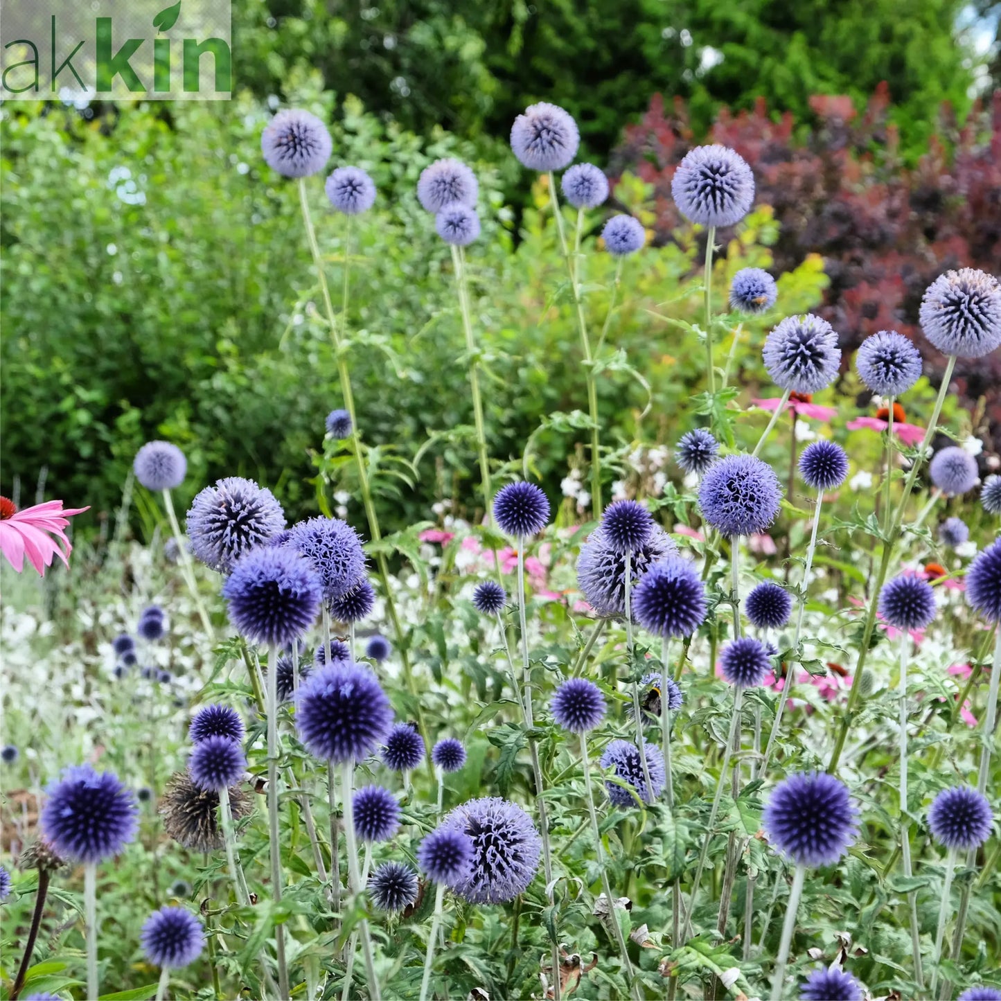 Echinops bannaticus 'Blue Globe' 9cm / 2L One Click Plants