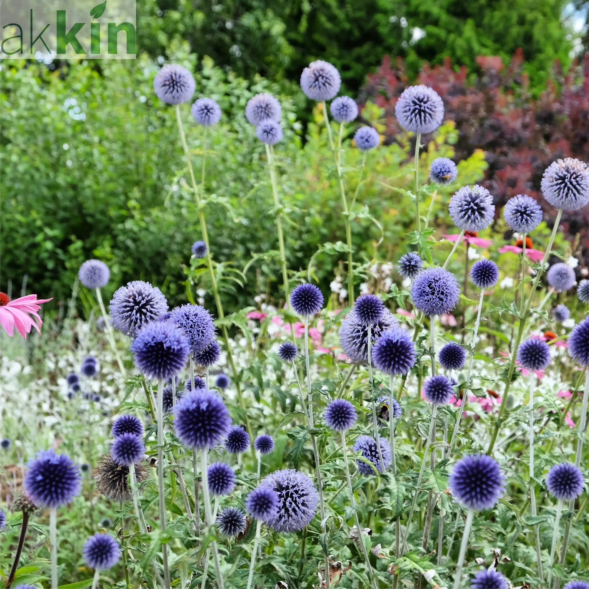 Echinops bannaticus 'Blue Globe' 9cm / 2L One Click Plants