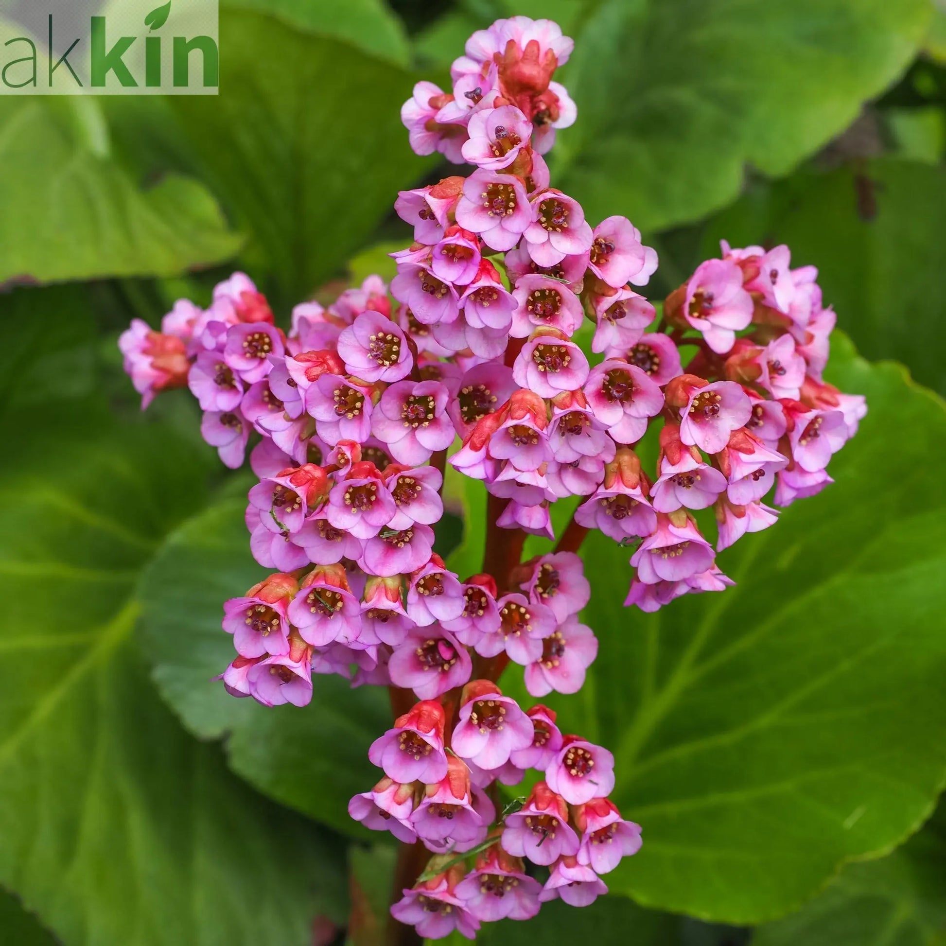 Bergenia cordifolia 'Purpurea' (Elephant's Ears) - Two sizes available One Click Plants