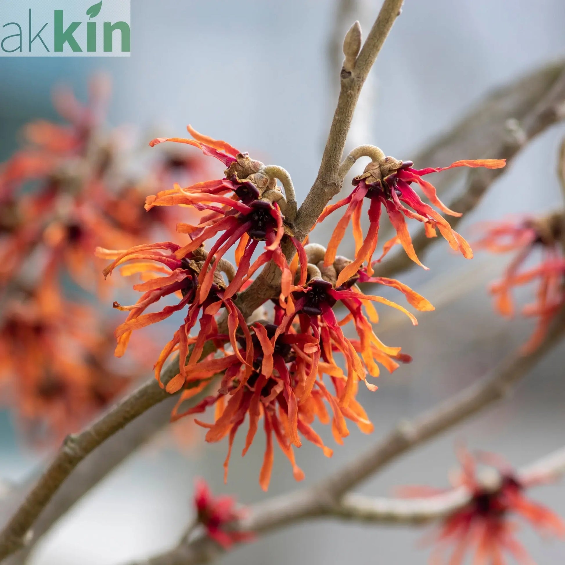 Hamamelis - Orange Beauty (Witch Hazel) 5L One Click Plants