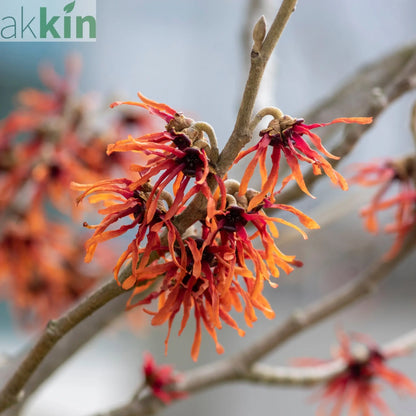 Hamamelis - Orange Beauty (Witch Hazel) 5L One Click Plants