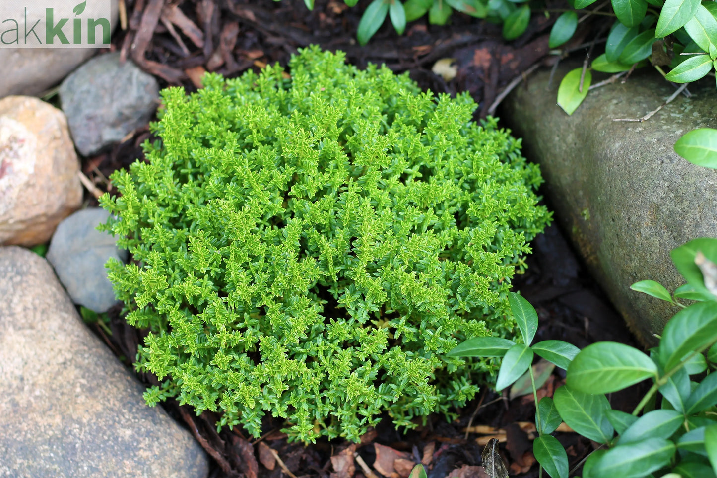 Hebe 'Emerald Gem' 'Green Globe' 9cm / 1L / 2L / 7.5L One Click Plants