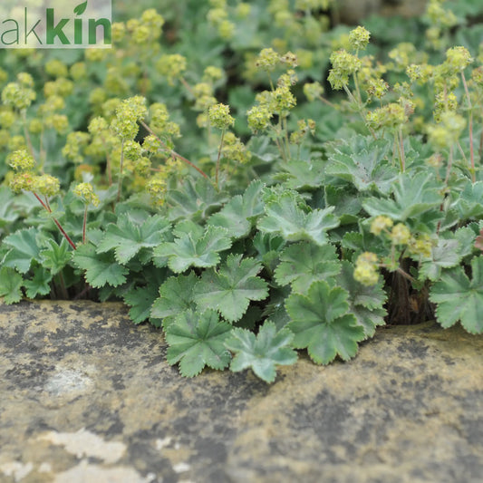 Alchemilla mollis 9cm One Click Plants