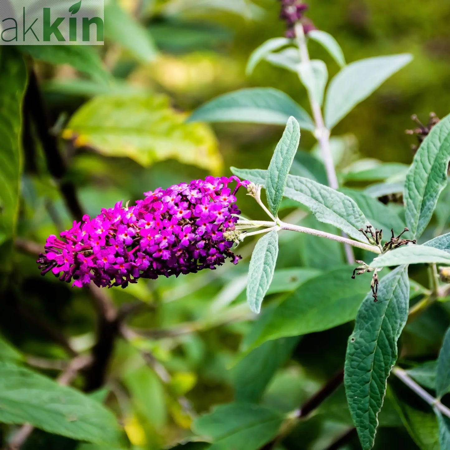 Buddleja Butterfly Candy 'Little Purple' 1/3L One Click Plants