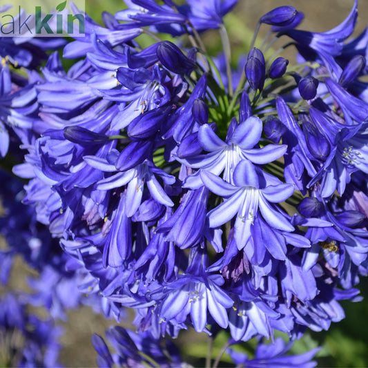 Agapanthus 'Blue Thunder' 2L One Click Plants
