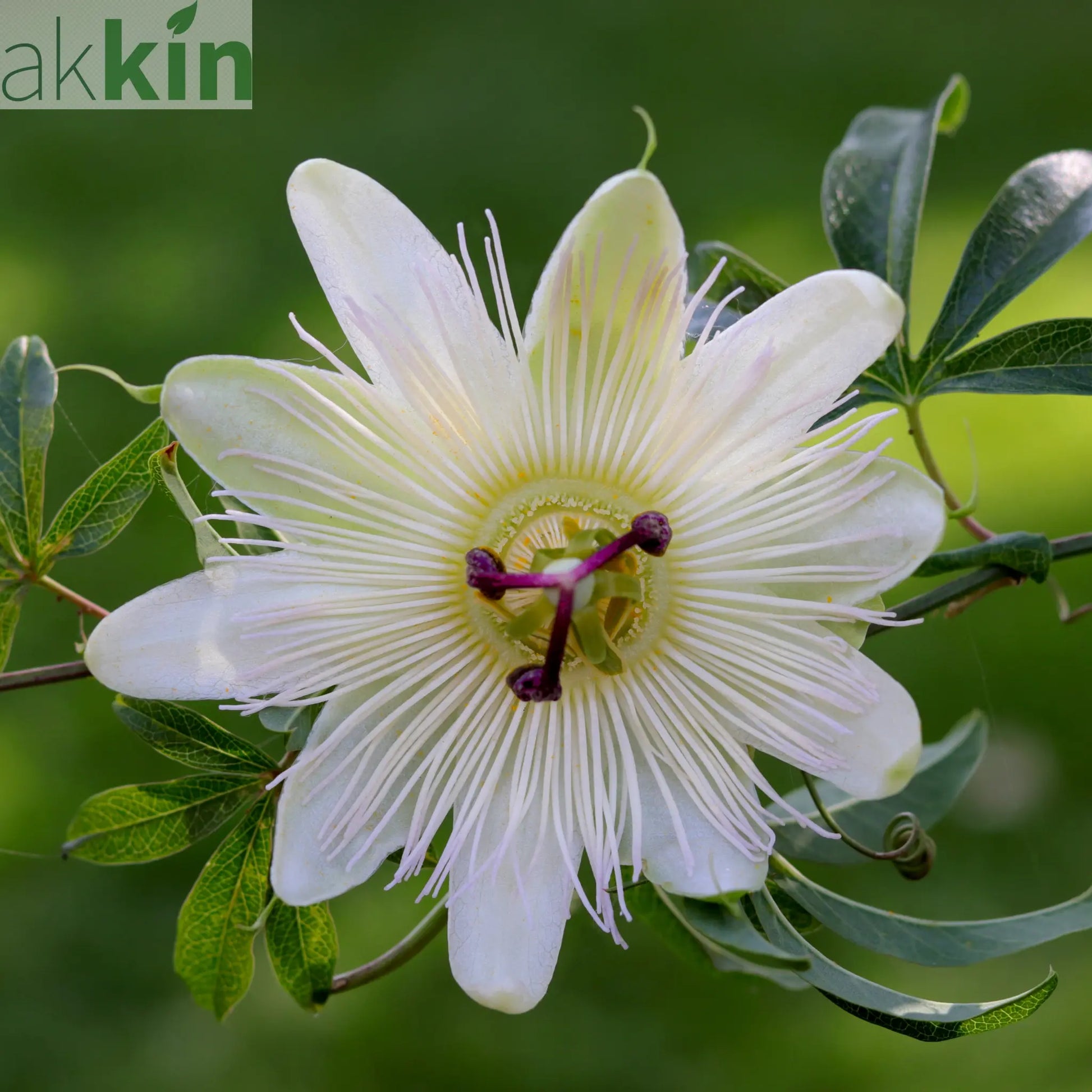 Passionflower Climber | Constance Elliot | 60cm One Click Plants