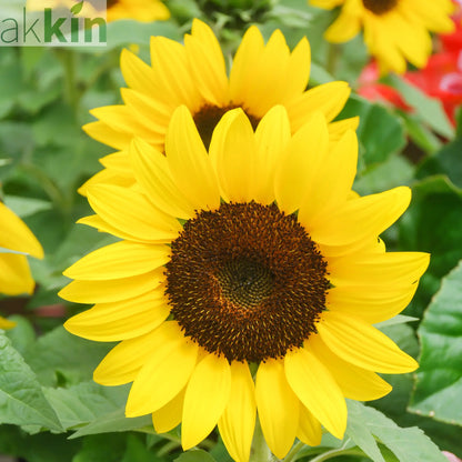 Dwarf Sunflower (13cm Pot) One Click Plants