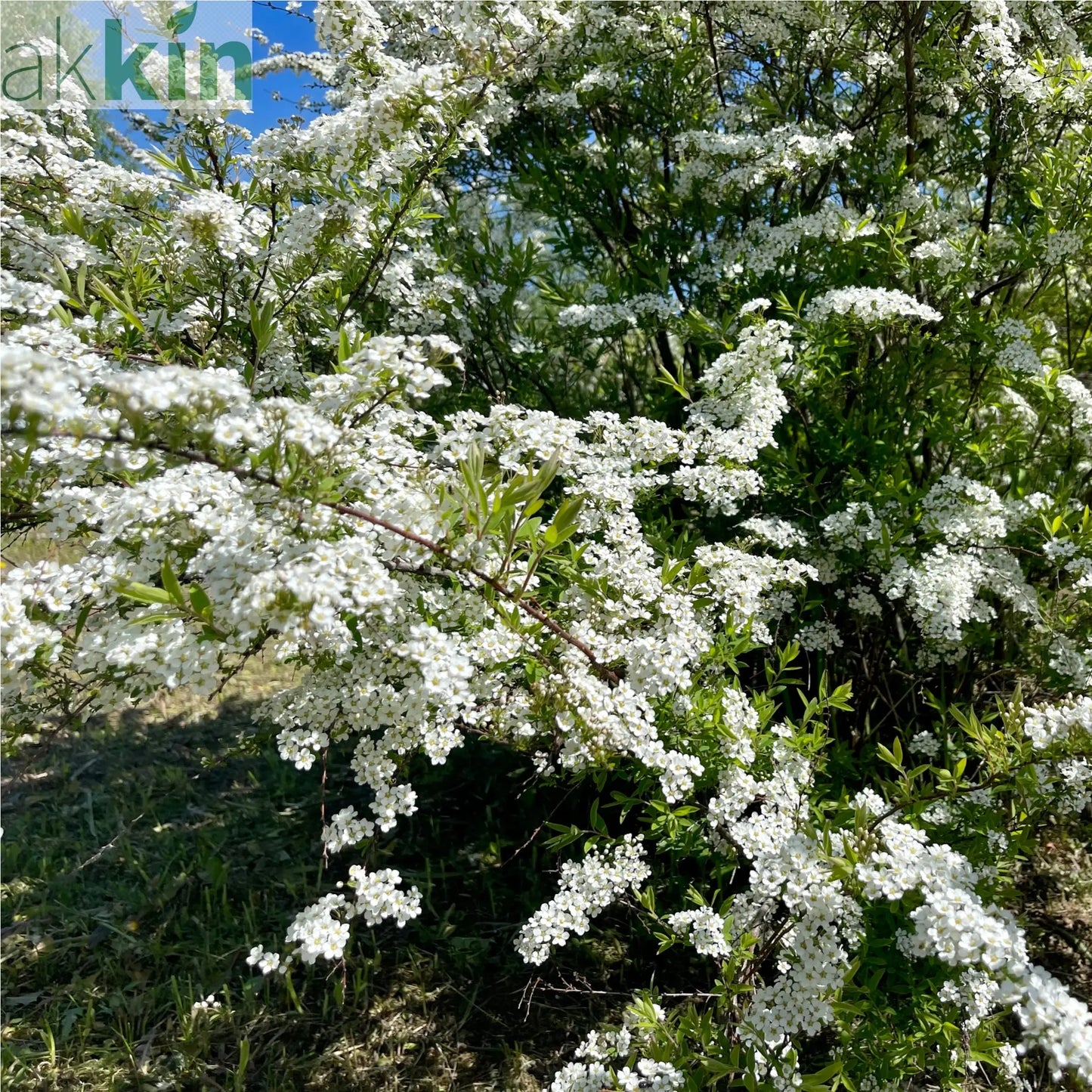 Spiraea japonica 'Snowmound' 1L One Click Plants