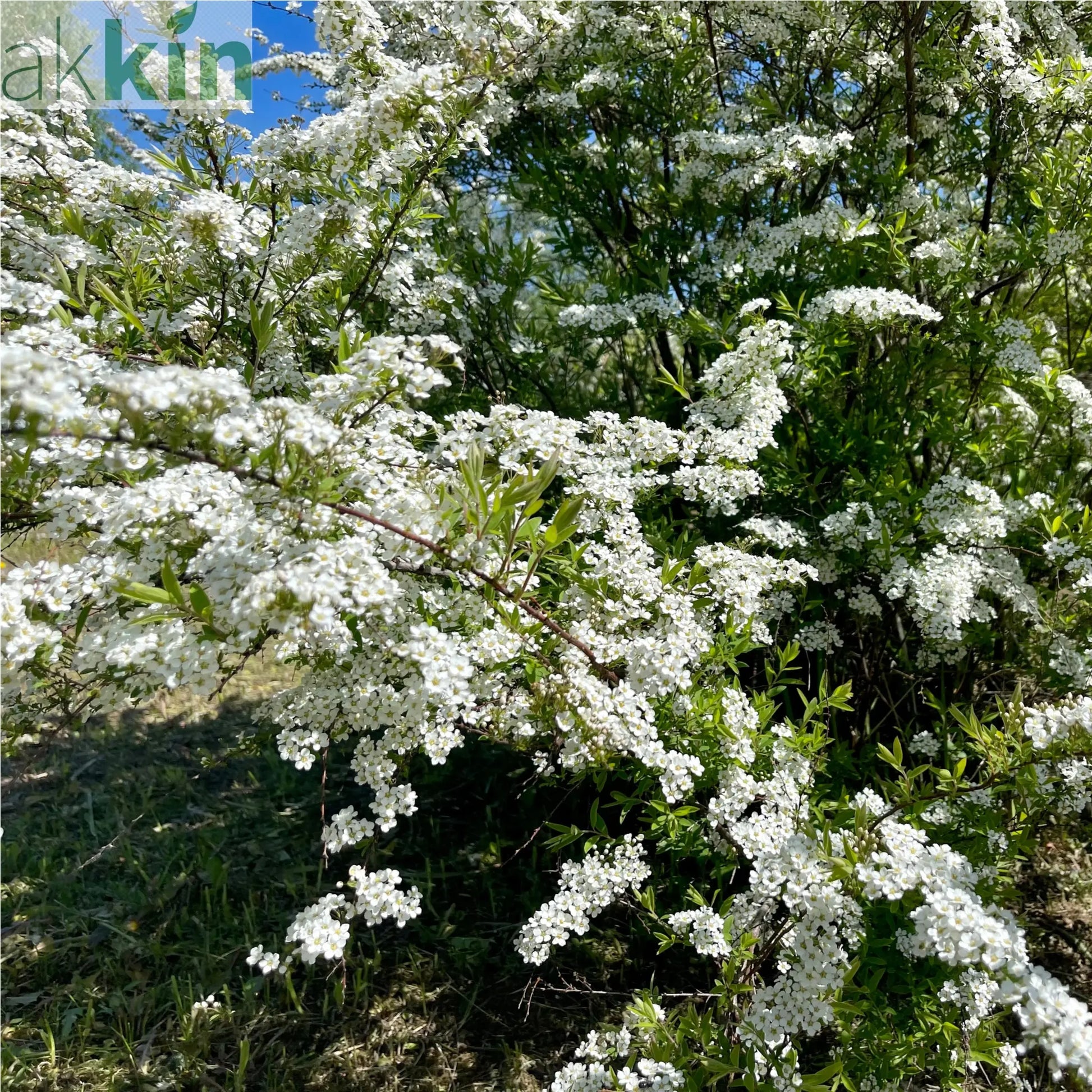 Spiraea japonica 'Snowmound' 1L One Click Plants