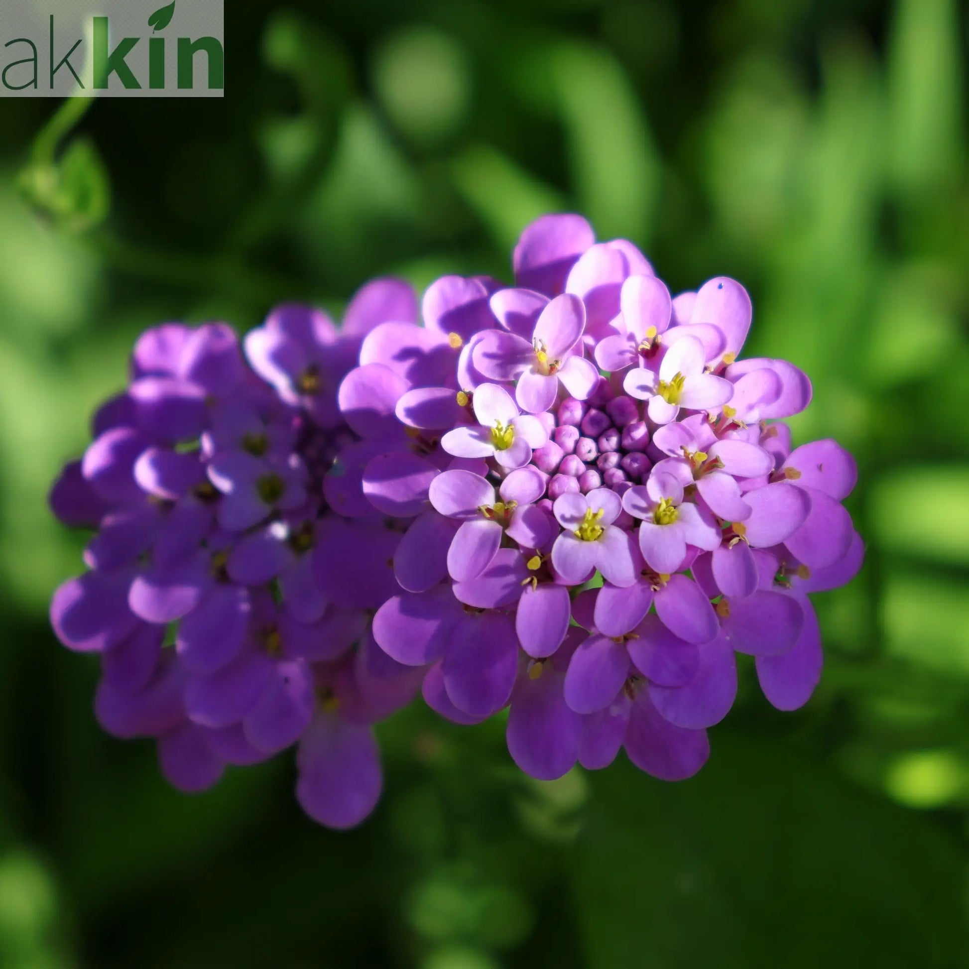 Iberis 'Mermaid Lavender' 9cm/1.5L One Click Plants