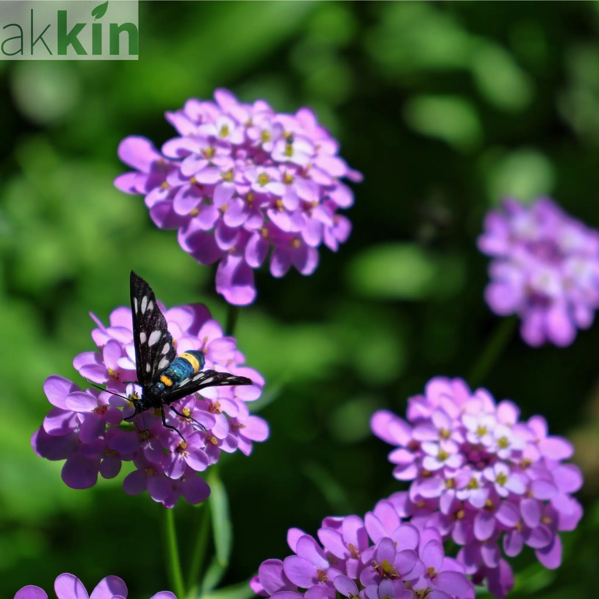 Iberis 'Mermaid Lavender' 9cm/1.5L One Click Plants