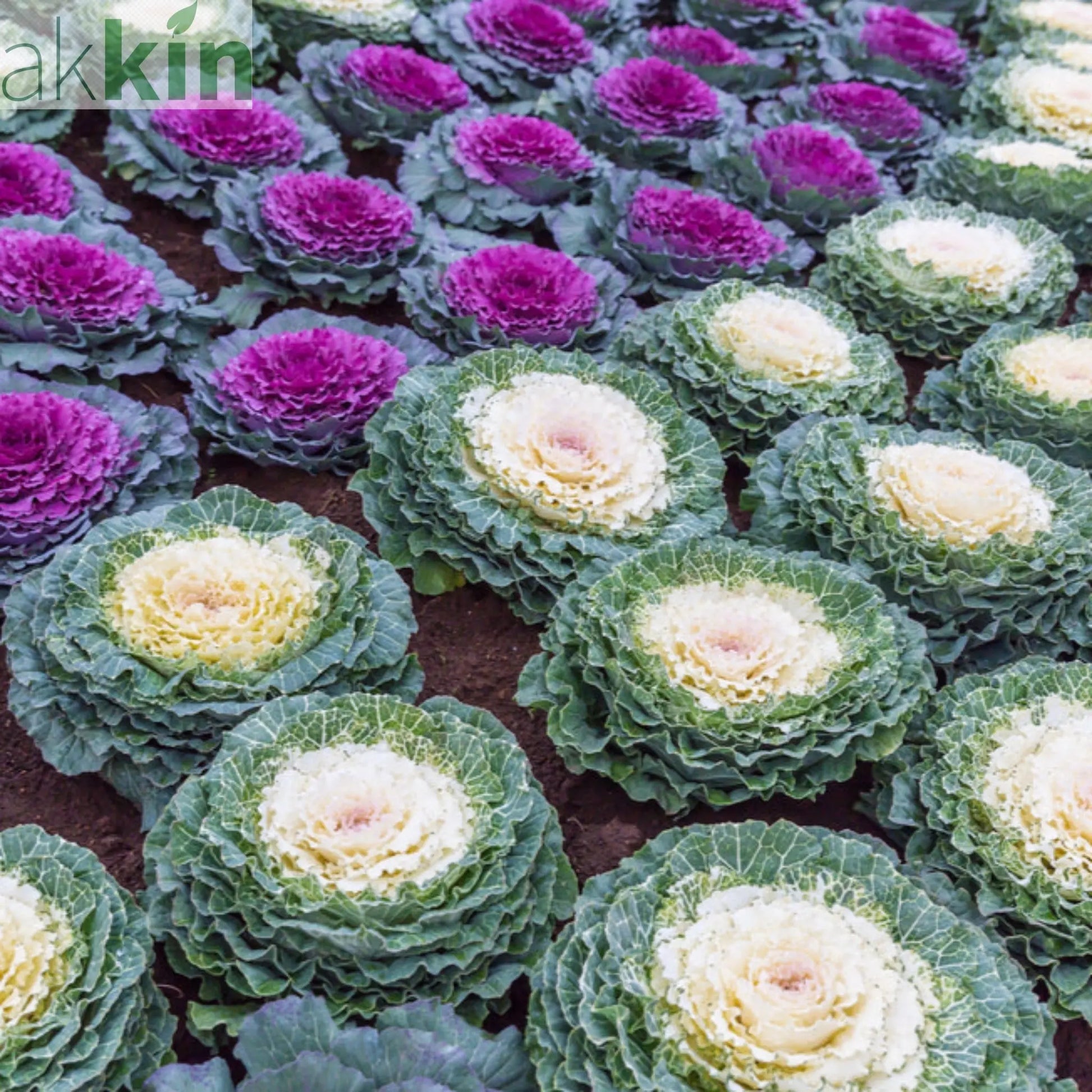 Ornamental Brassica Cabbage (3 Plants in 12cm Pots) One Click Plants