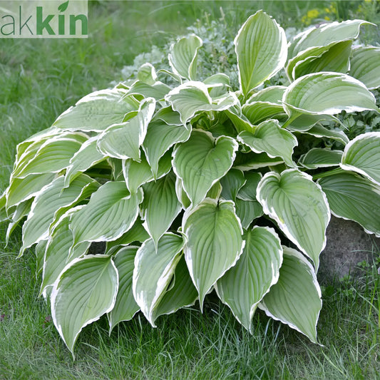 Hosta 'Francee' (fortunei) 9cm/2L One Click Plants