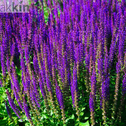Salvia nemorasa 'Caradonna' 9cm / 2L One Click Plants