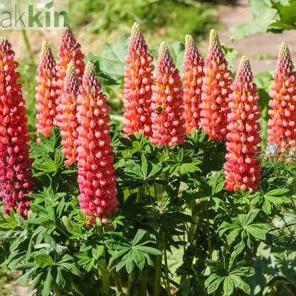 Lupin | Gallery Red | 9cm Pot One Click Plants