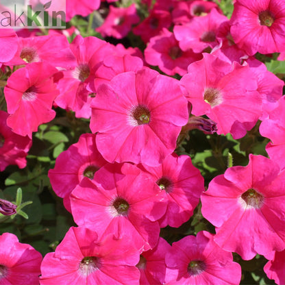 Petunia 'Trailing Surfinia Hot Pink' 9cm One Click Plants