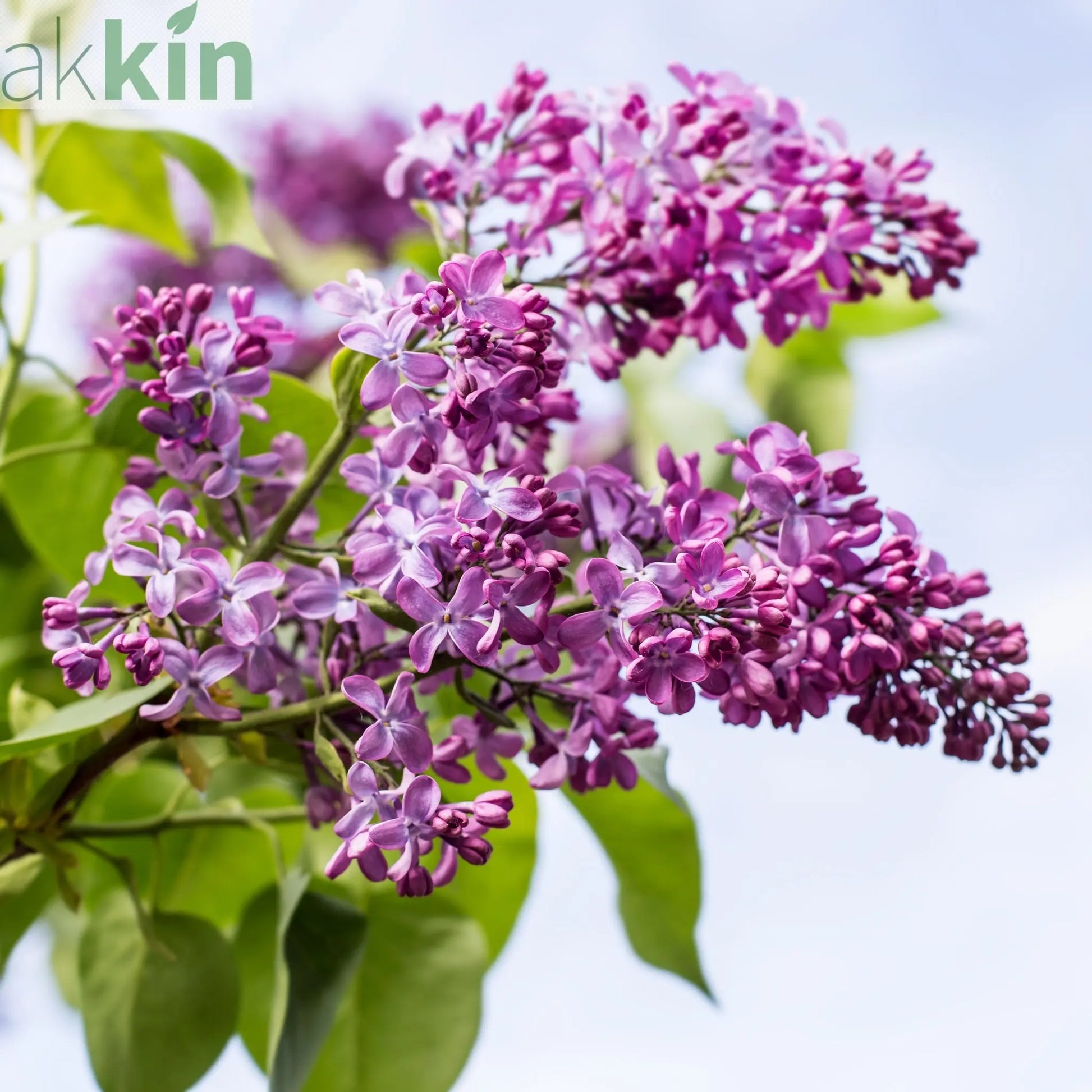 Syringa vulgaris 'Lavender Lady' (Lilac) One Click Plants