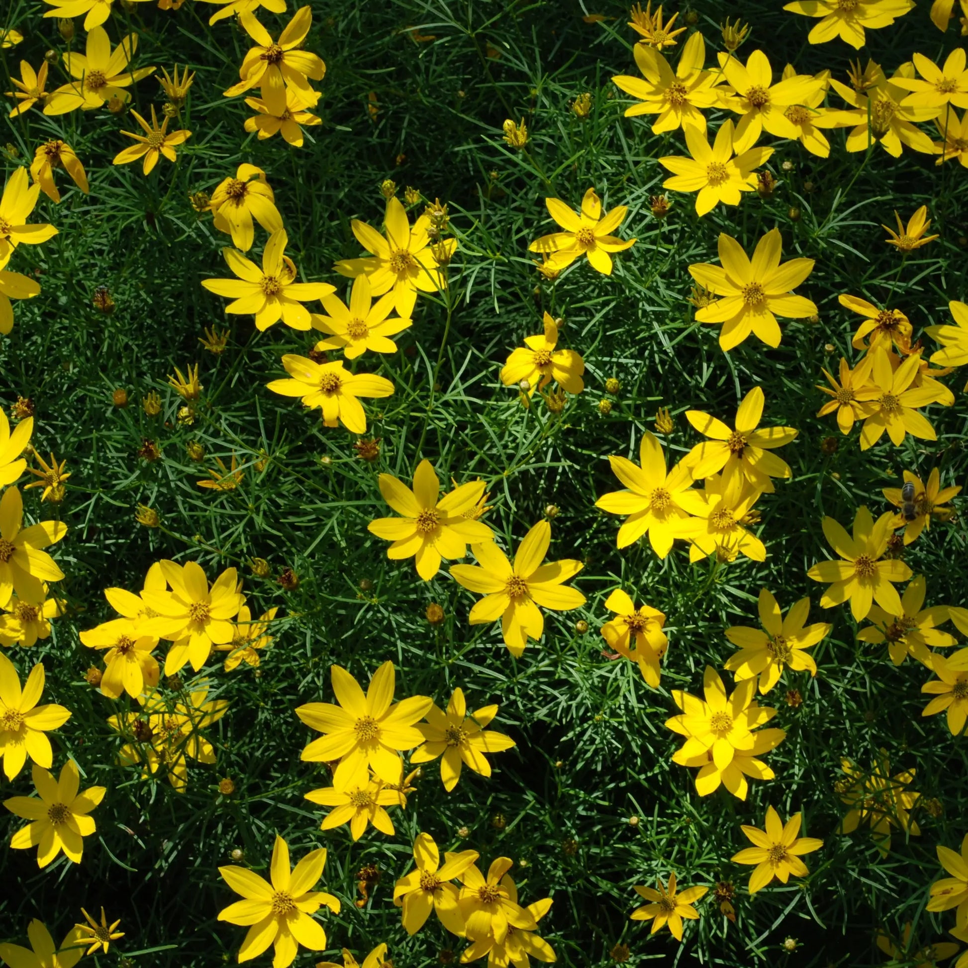 Bidens ferulifolia 'solaire' (9cm) One Click Plants