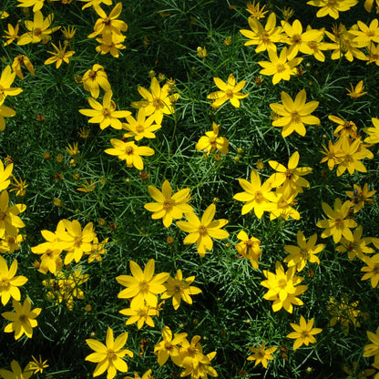 Bidens ferulifolia 'solaire' (9cm) One Click Plants