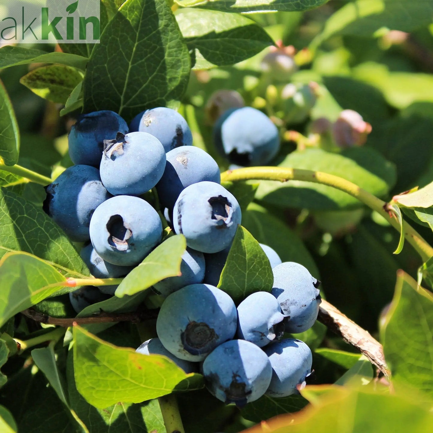 Blueberry 'Duke' 2L One Click Plants