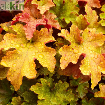 Heuchera 'Marmalade' 2L One Click Plants
