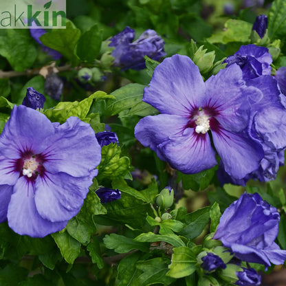 Hibiscus Syriacus 'Marina' 1.5L One Click Plants