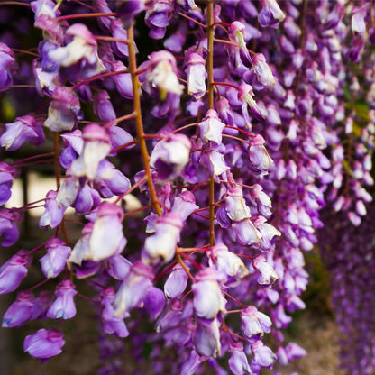 Wisteria floribunda 'Black Dragon' 70cm One Click Plants