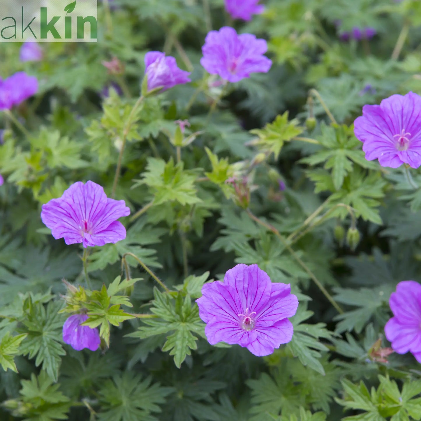 Geranium 'Blushing Turtle' 2L One Click Plants