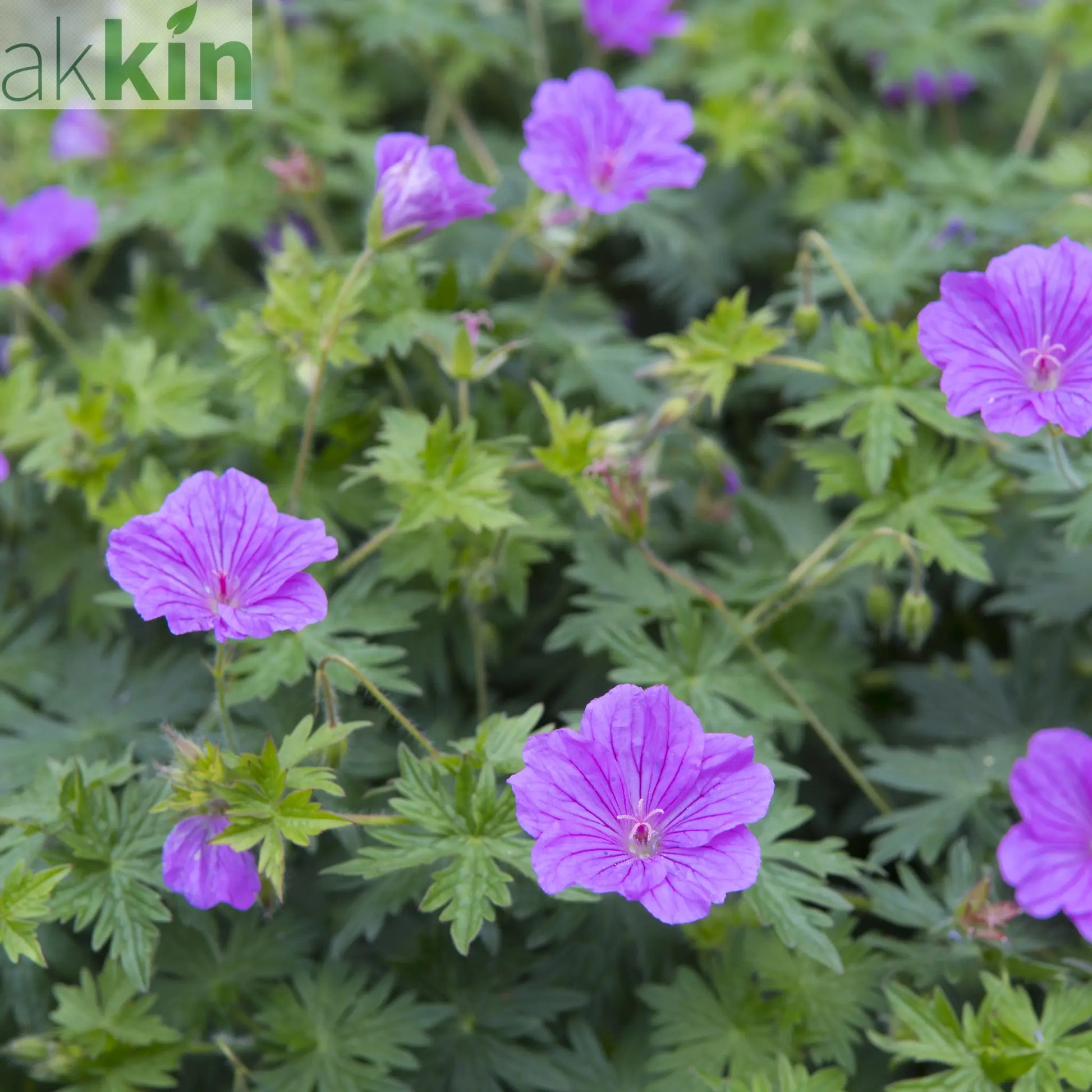 Geranium 'Blushing Turtle' 2L One Click Plants