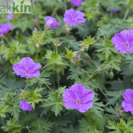 Geranium 'Blushing Turtle' 2L One Click Plants