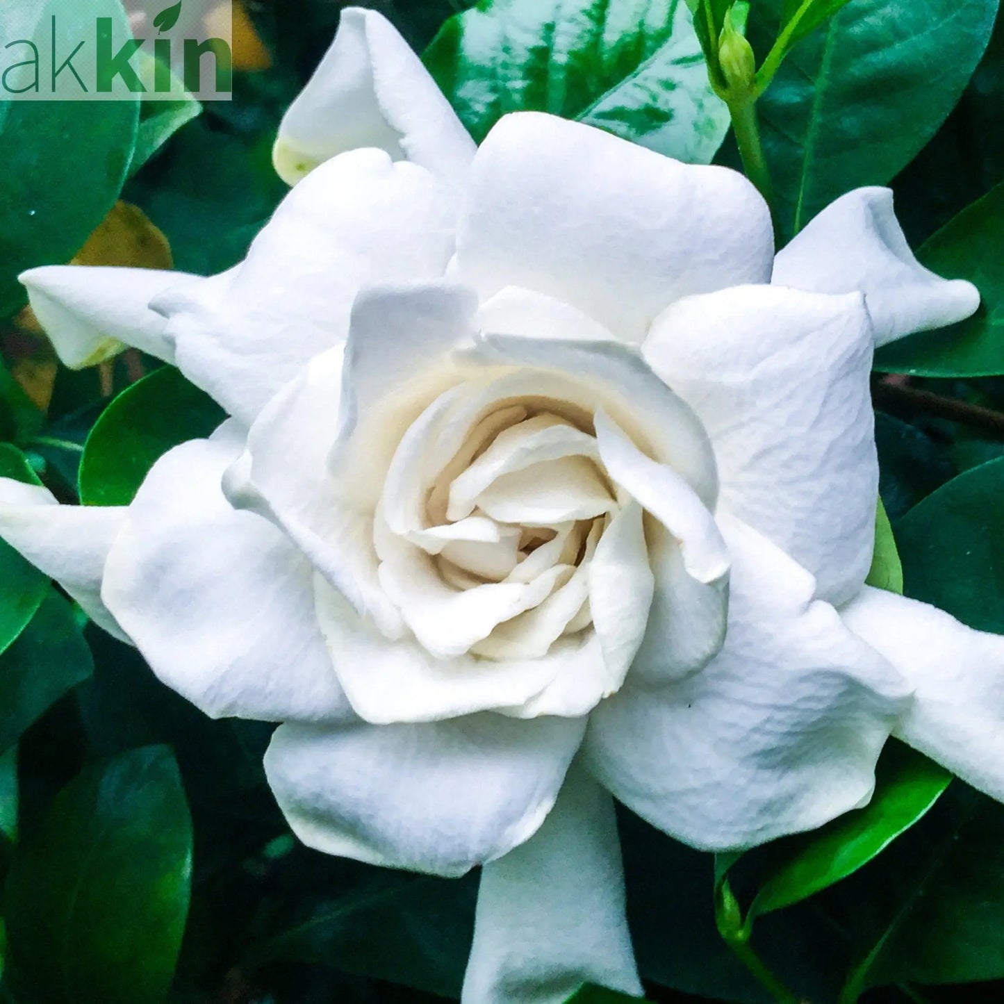 Gardenia Jasminoides | 1.5L Growers Pot One Click Plants
