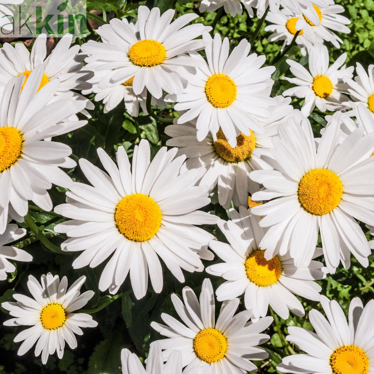 Leucanthemum 'Ooh La Lagrande' 1.5L One Click Plants